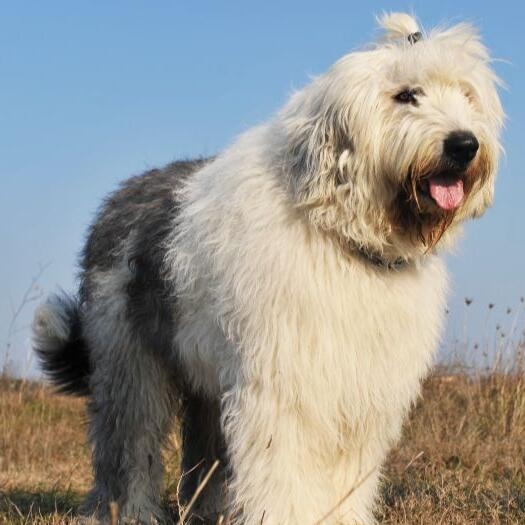 Big old english store sheepdog